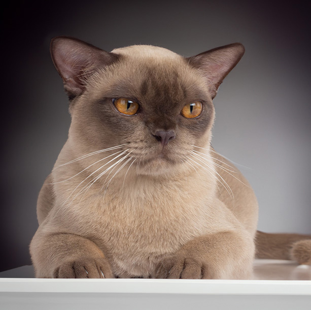 Burma-Katze