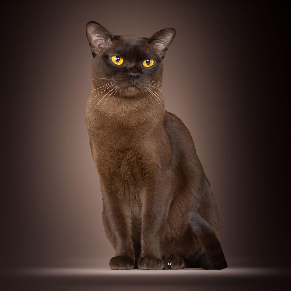 Burma-Katze
