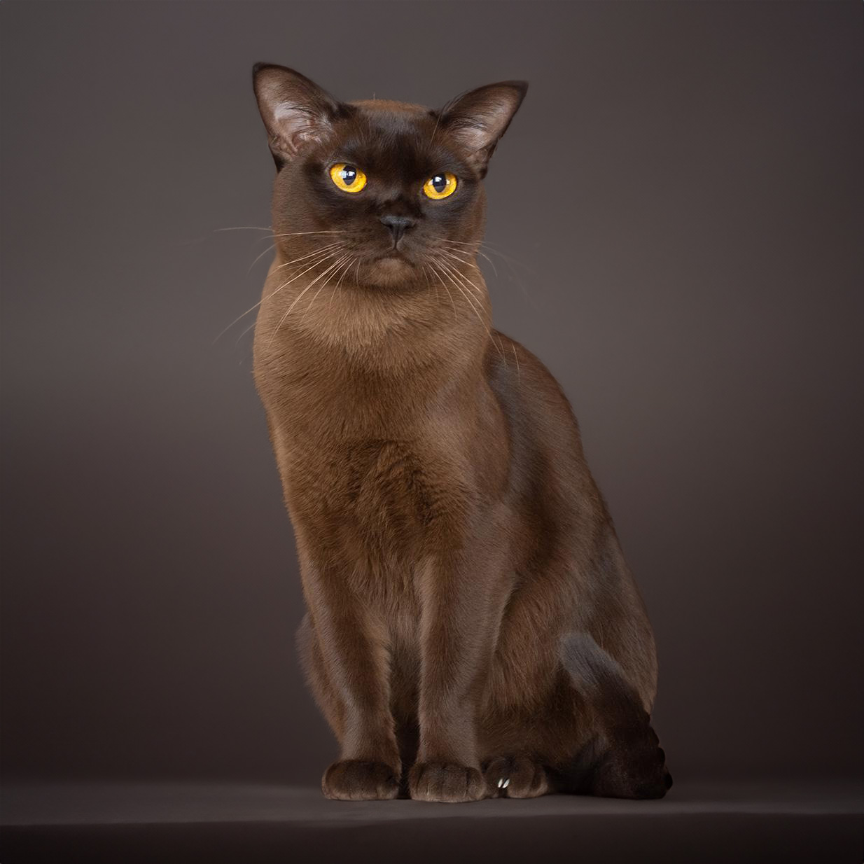 Burma-Katze