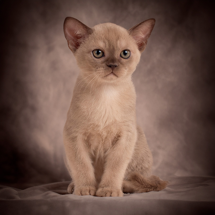 burmese cat